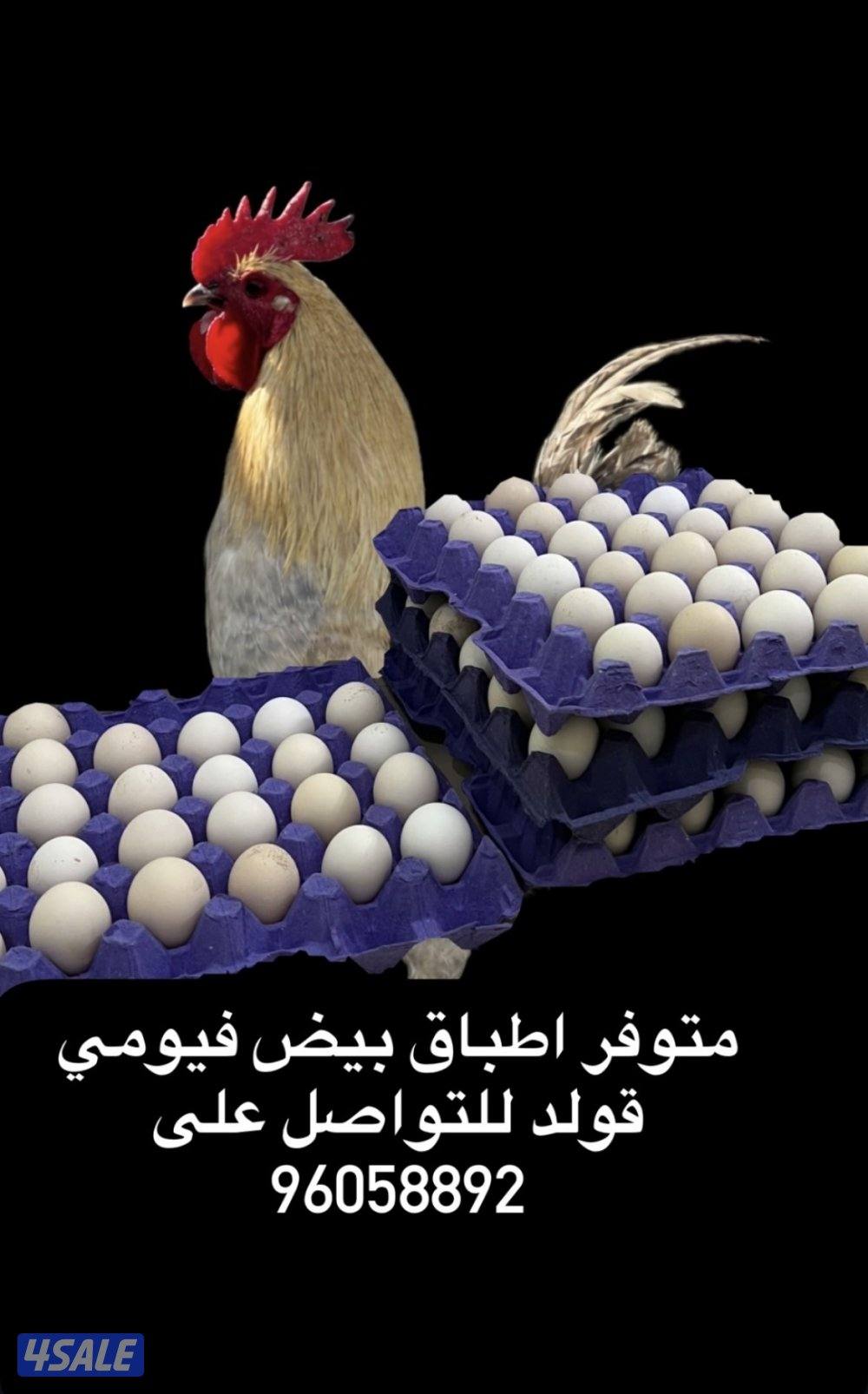 السلام عليكم متوفر فروخ فيومي قولد مطعمين والصحه ممتزه و اطباق بيض5