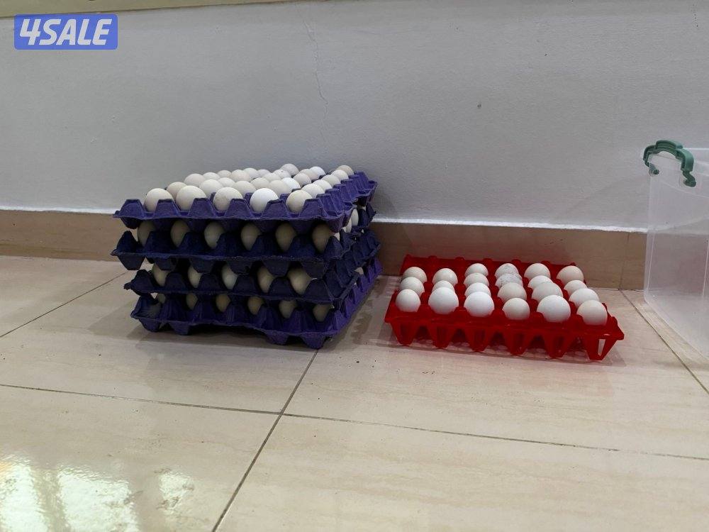 السلام عليكم متوفر فروخ فيومي قولد مطعمين والصحه ممتزه و اطباق بيض6