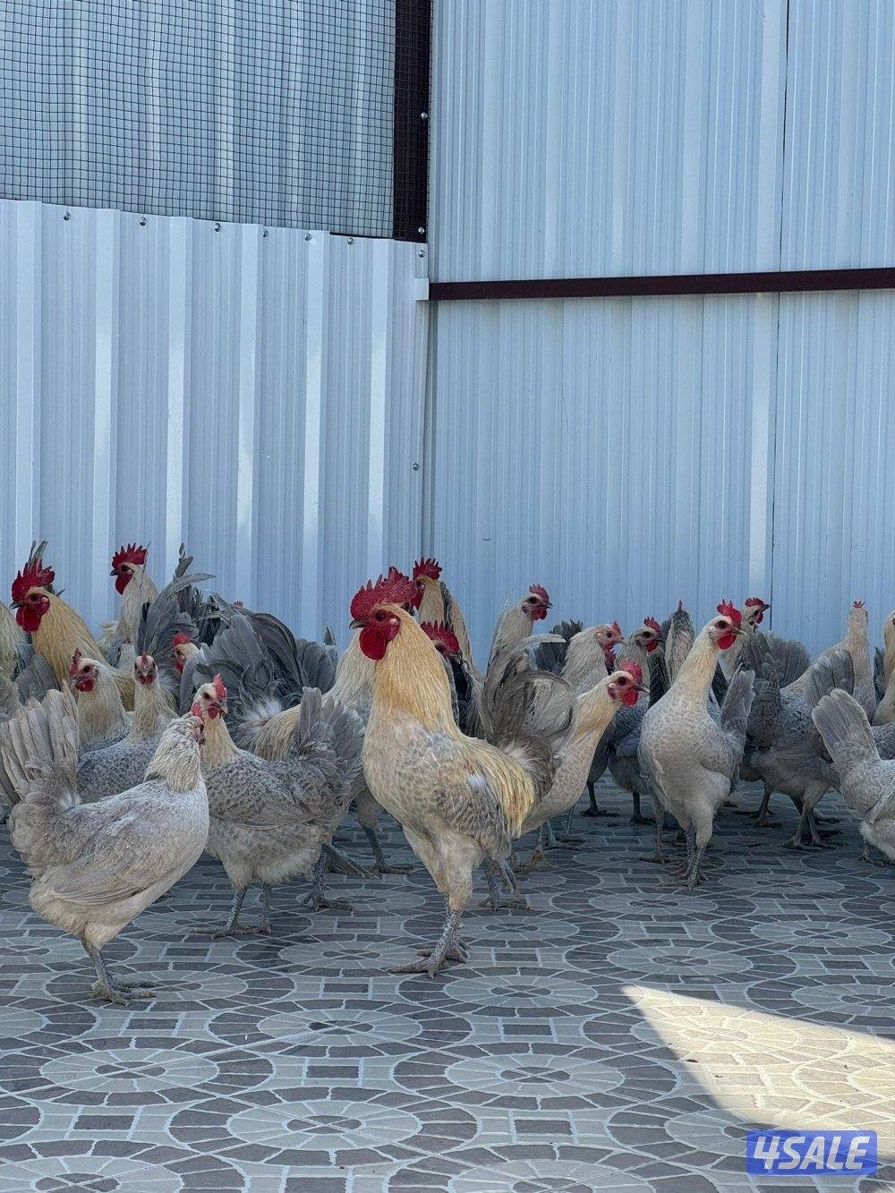 السلام عليكم متوفر فروخ فيومي قولد مطعمين والصحه ممتزه و اطباق بيض7