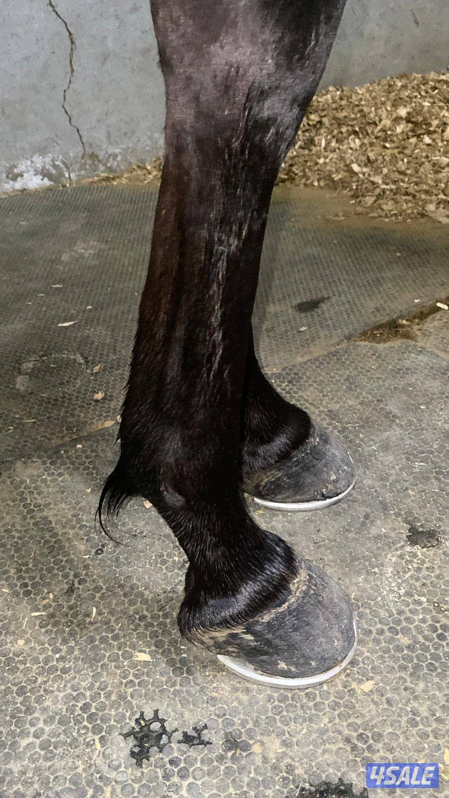 حصان مميز و موزون  شرط السلم مناسب لإلتقاط الاوتاد11