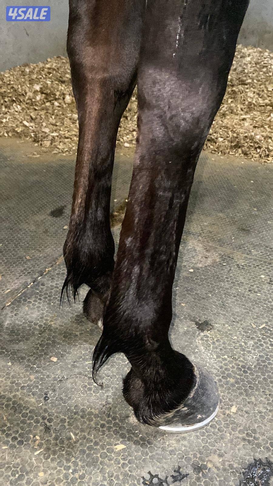 حصان مميز و موزون  شرط السلم مناسب لإلتقاط الاوتاد10