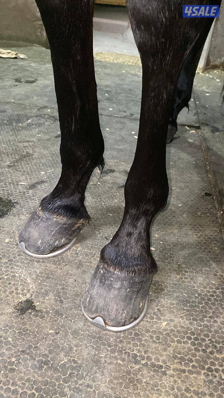 حصان مميز و موزون  شرط السلم مناسب لإلتقاط الاوتاد12