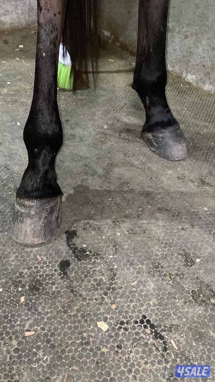 حصان مميز و موزون  شرط السلم مناسب لإلتقاط الاوتاد13