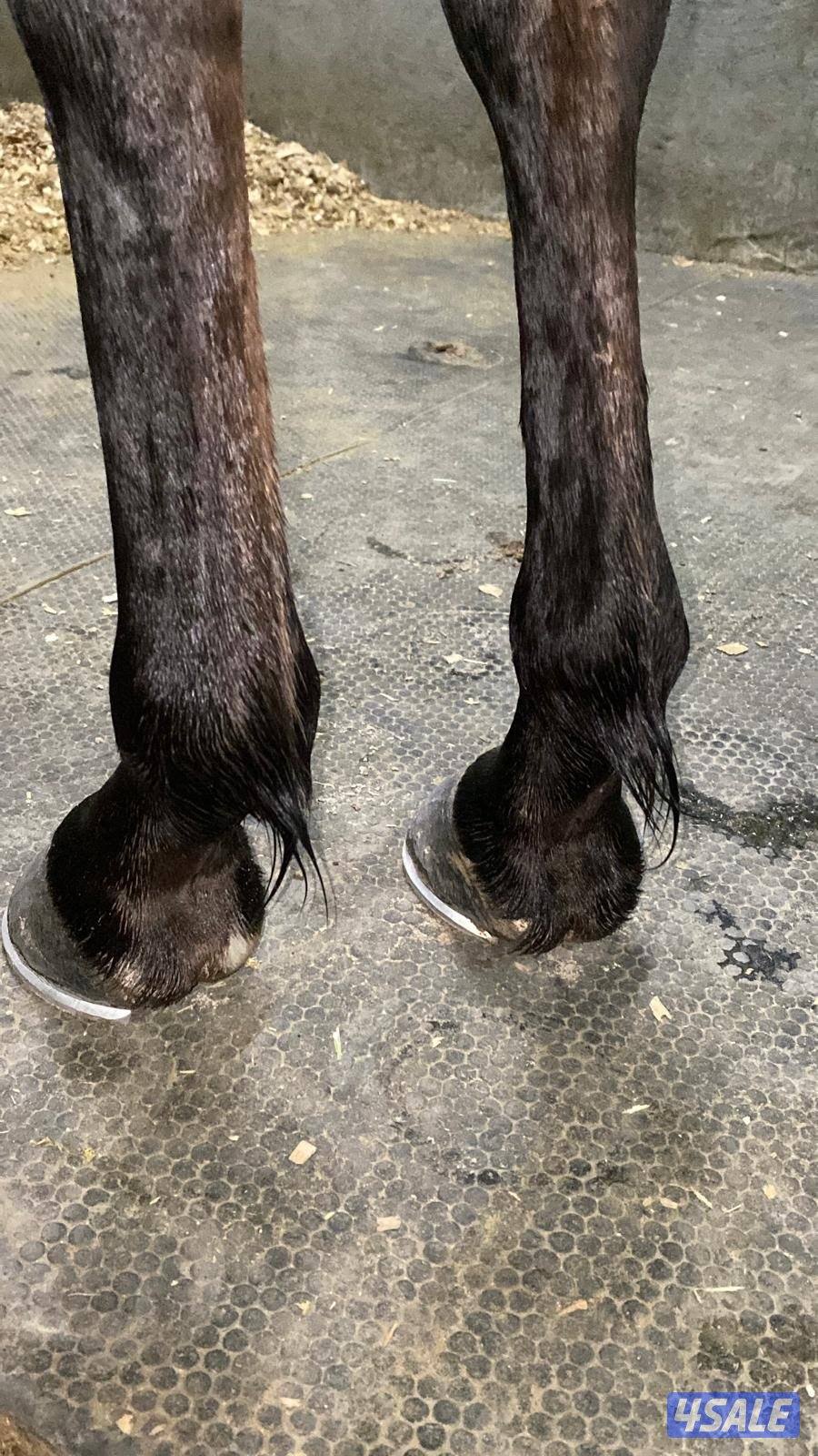 حصان مميز و موزون  شرط السلم مناسب لإلتقاط الاوتاد14