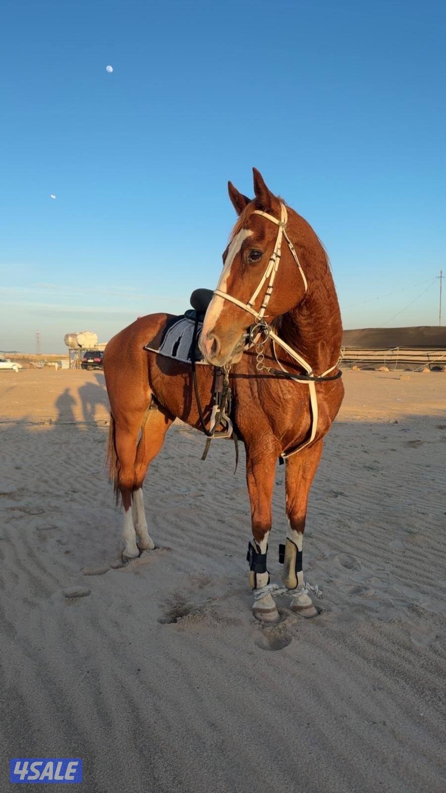 انجليزي فحل0