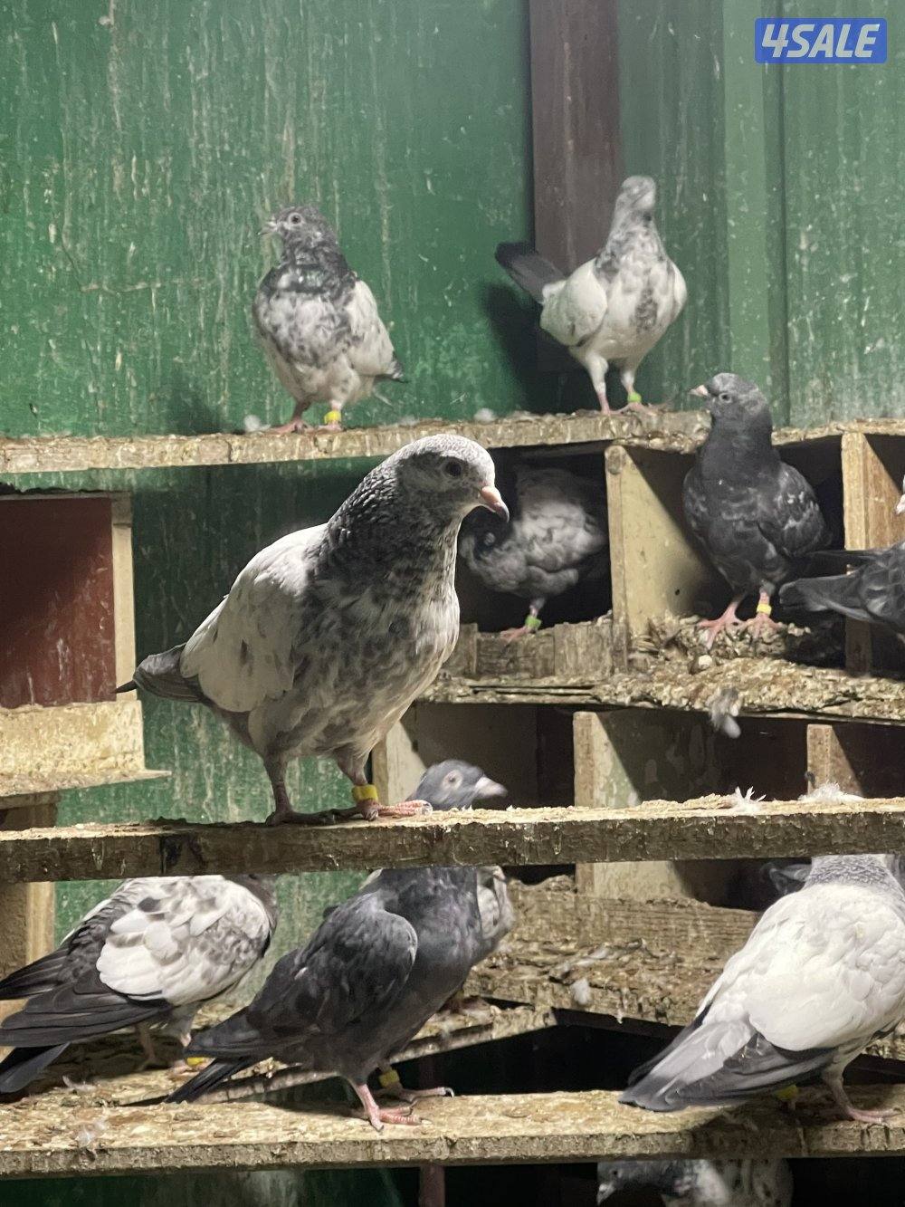 حمام باكستاني فروخ0