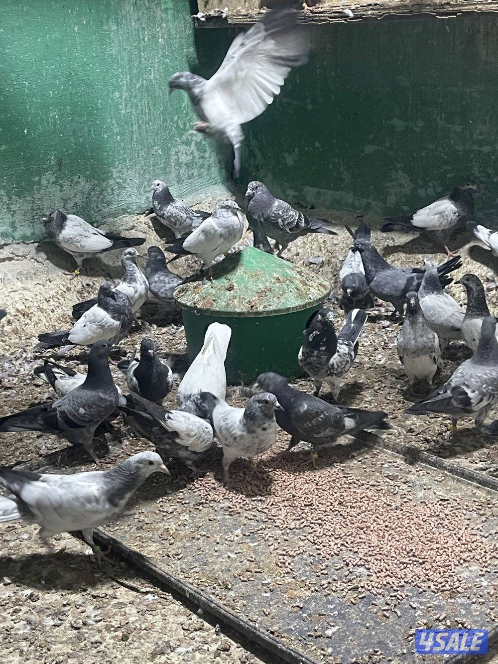 حمام باكستاني فروخ1