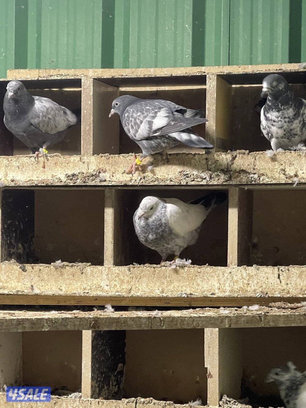 حمام باكستاني فروخ2