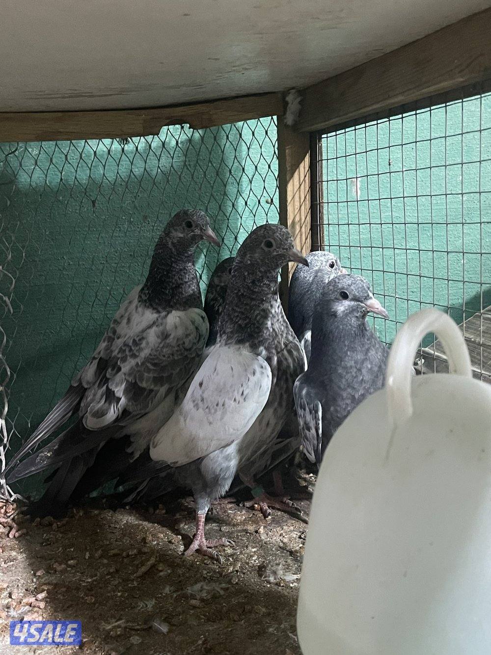 حمام باكستاني فروخ3