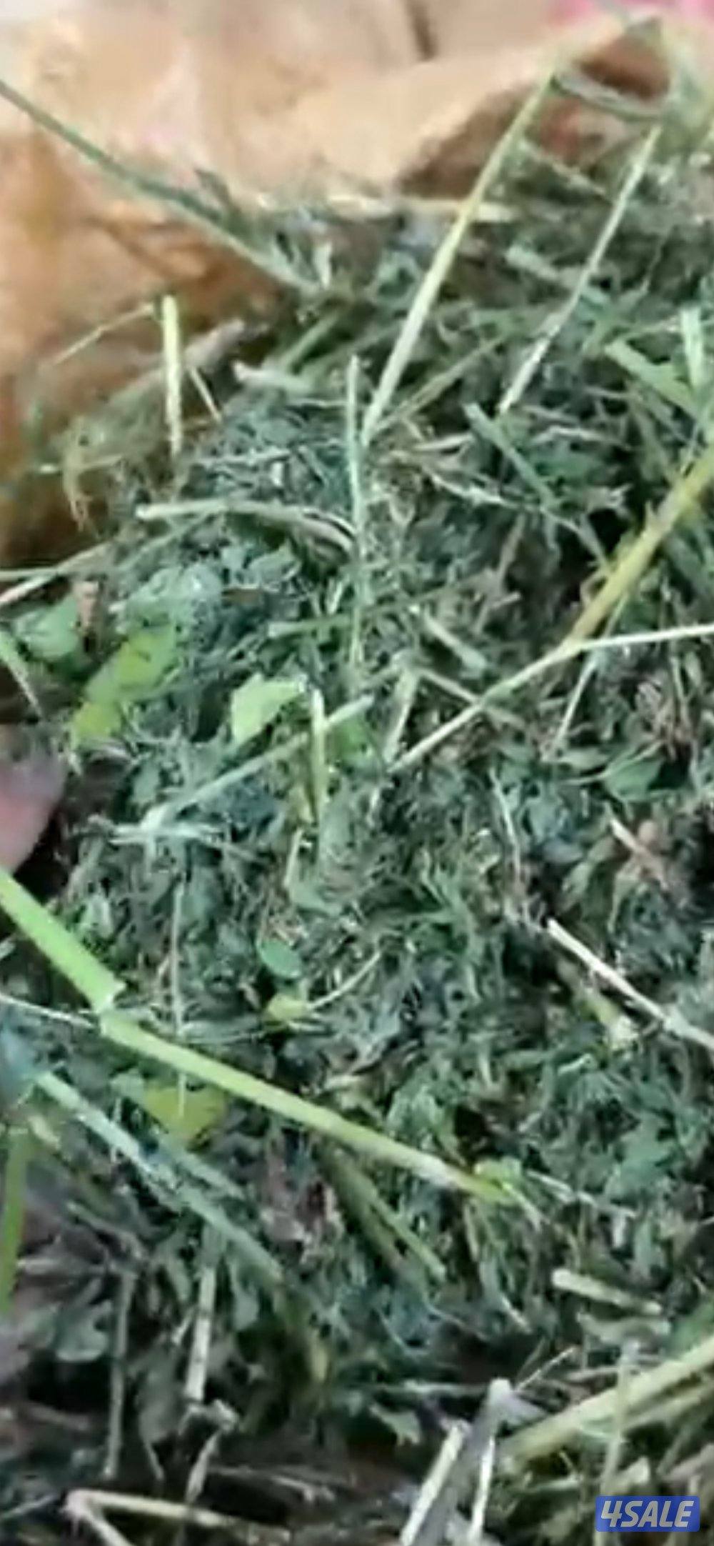 خياش برسيم تاروتي الوفره0