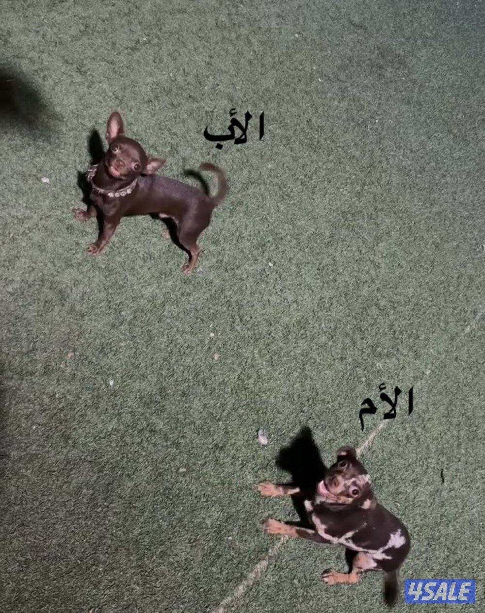 جواوا بيور نثيه وذكر العمر ٥١ يوم0