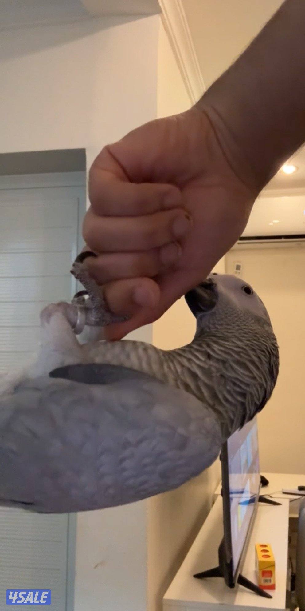 للبيع كاسكو افريقي0