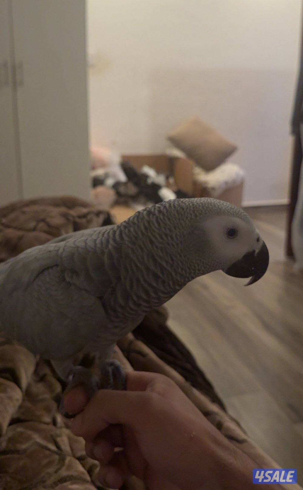 للبيع كاسكو افريقي1