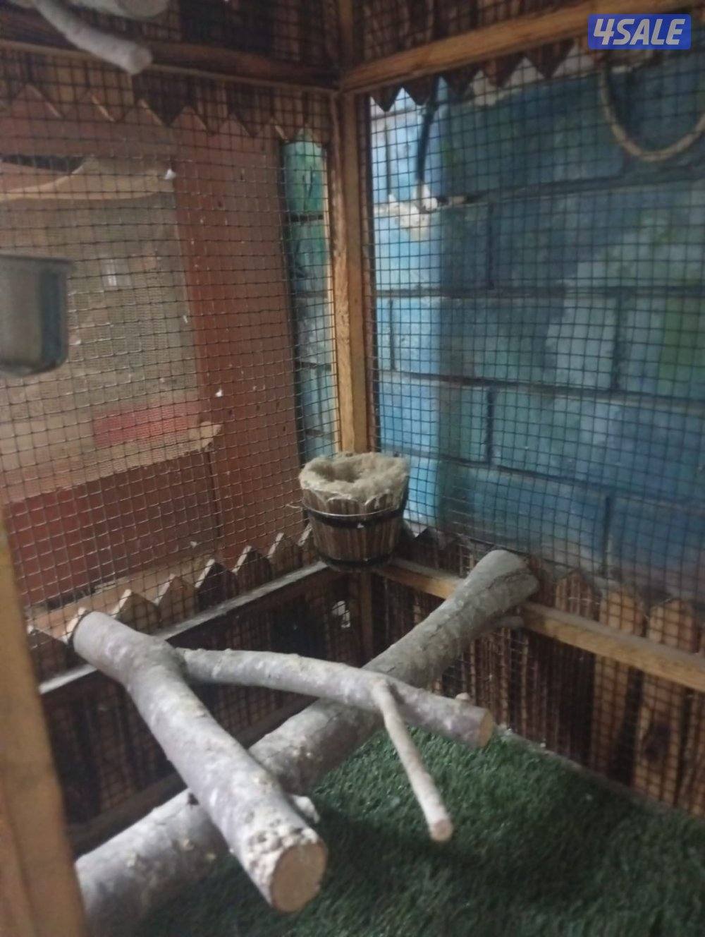 للبيع قفص  تفصال  كبير خشب يصلح لجميع الطيور والسناجب معاه صينية تتظيف3