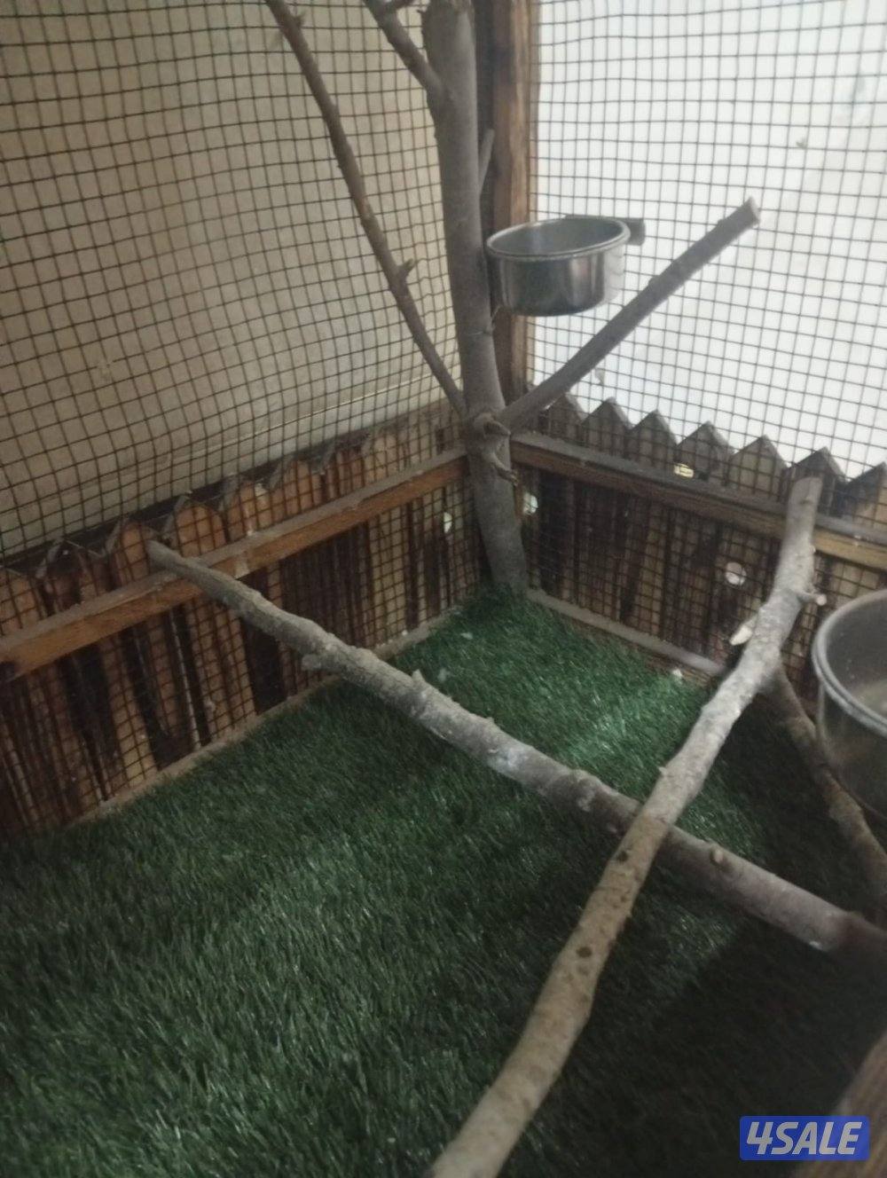 للبيع قفص  تفصال  كبير خشب يصلح لجميع الطيور والسناجب معاه صينية تتظيف4