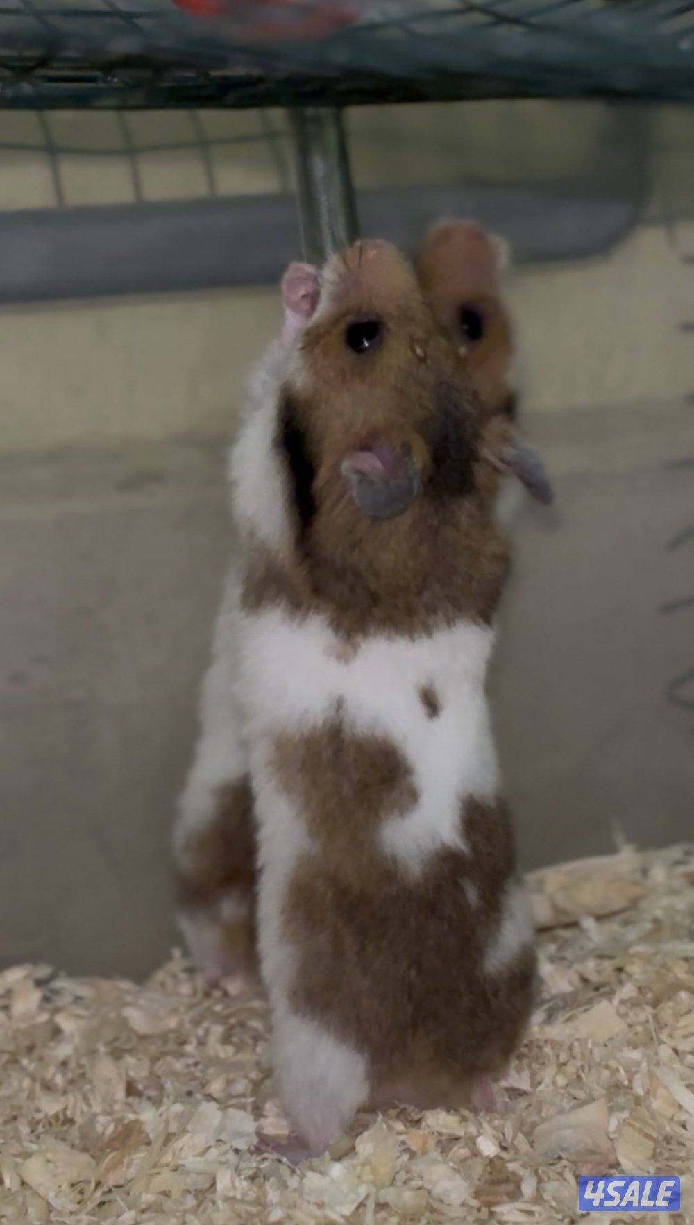 هامستر سوري للبيع0