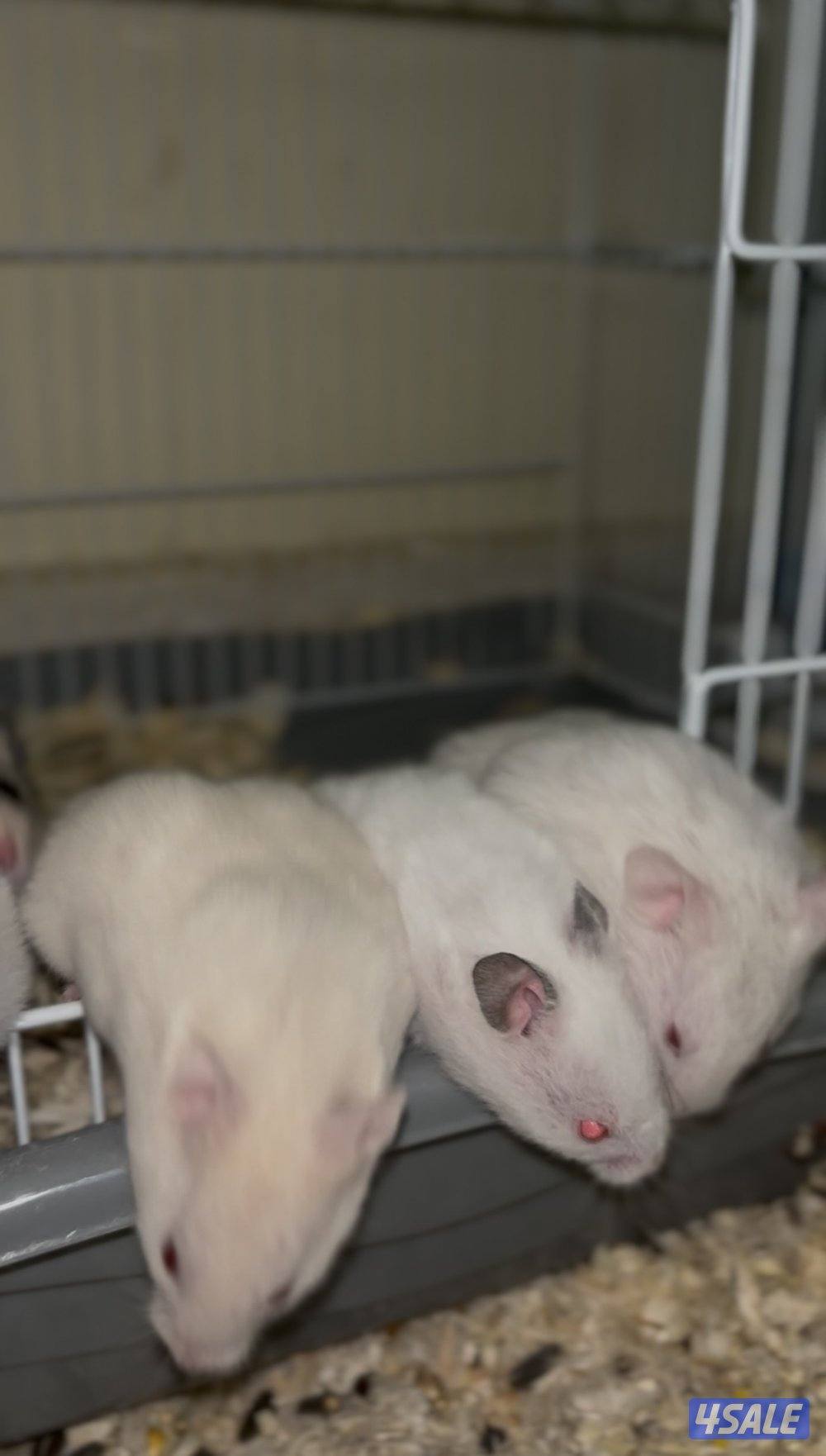 هامستر سوري للبيع1