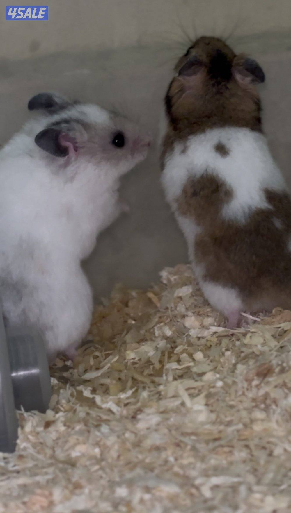 هامستر سوري للبيع2