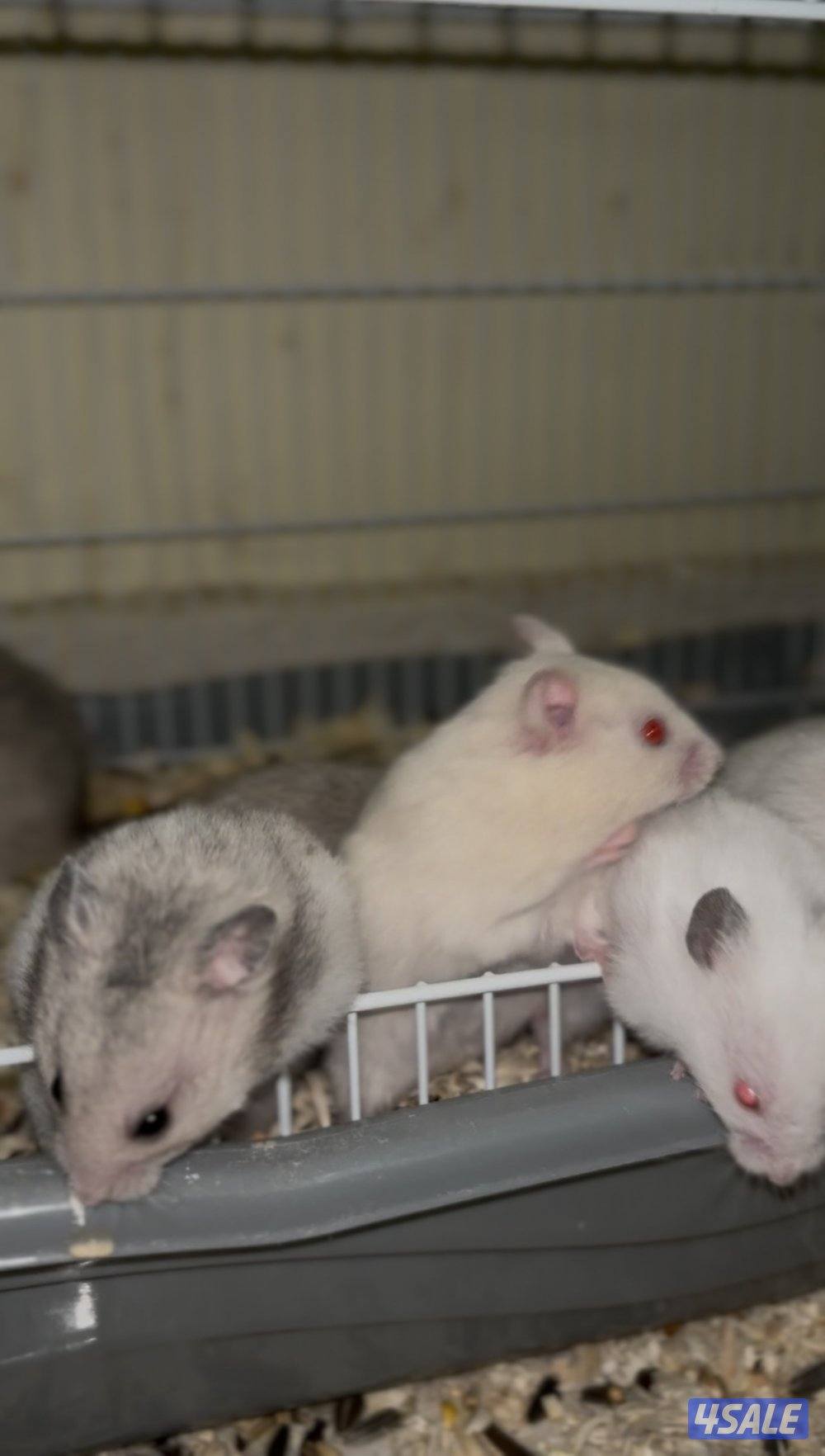 هامستر سوري للبيع3