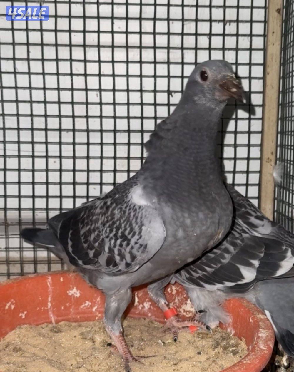 للبيع فروخ زاجل0