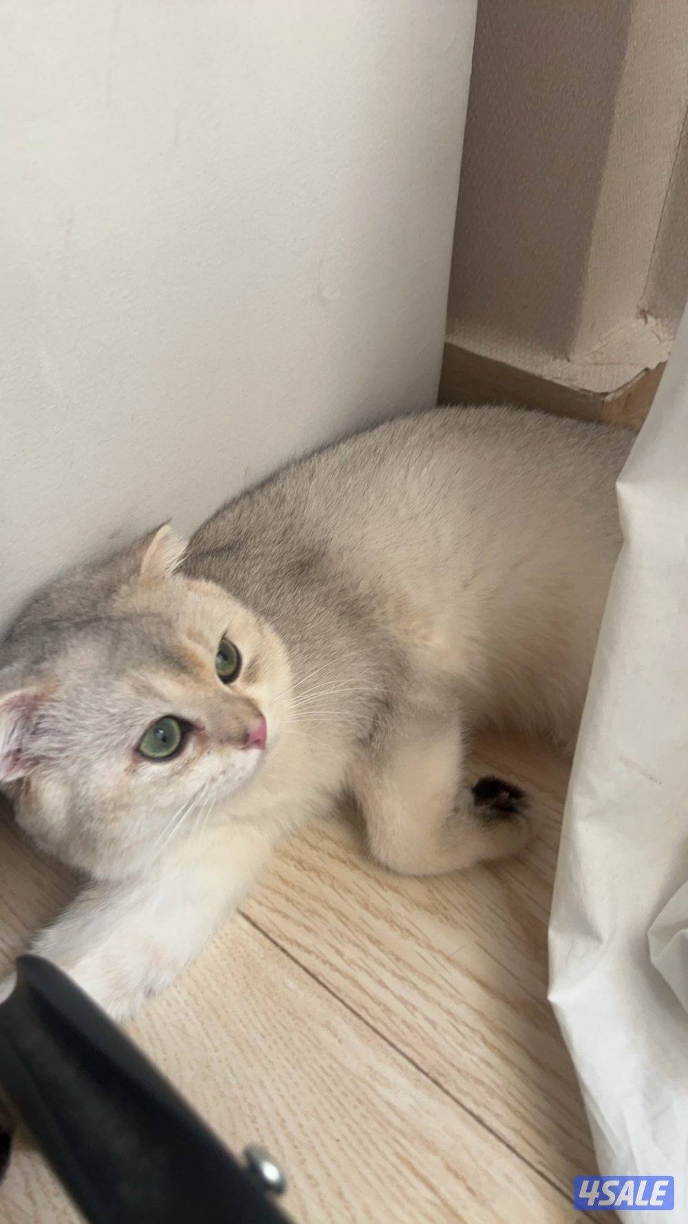 ذكر برتش ns112