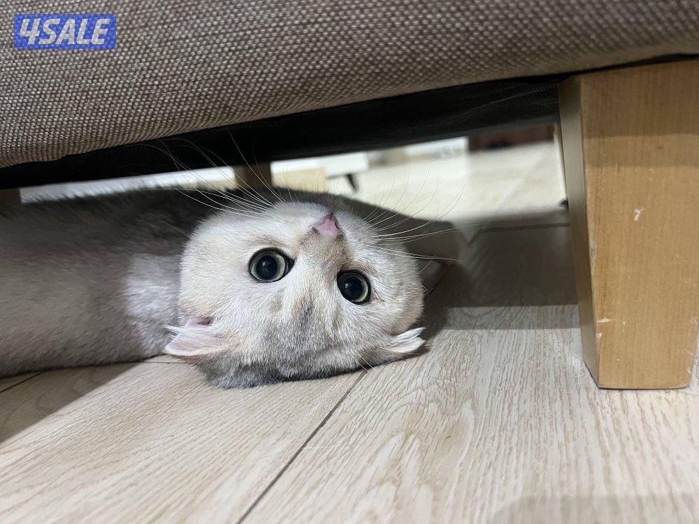 ذكر برتش ns110