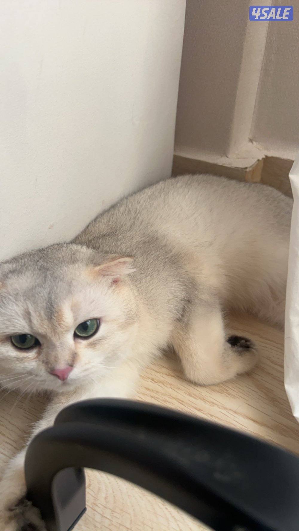 ذكر برتش ns111