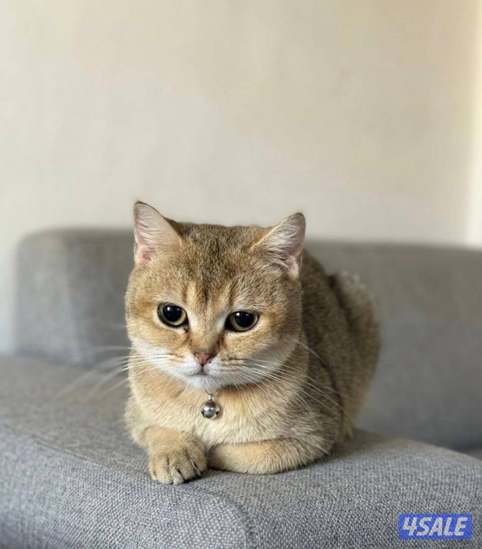للبيع  قطط0