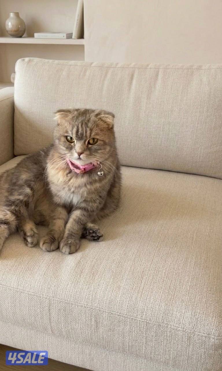 للبيع  قطط2