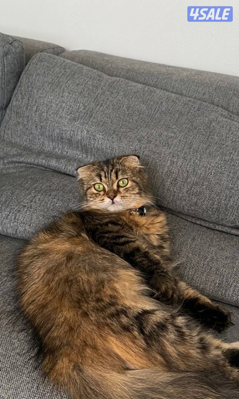 للبيع  قطط3