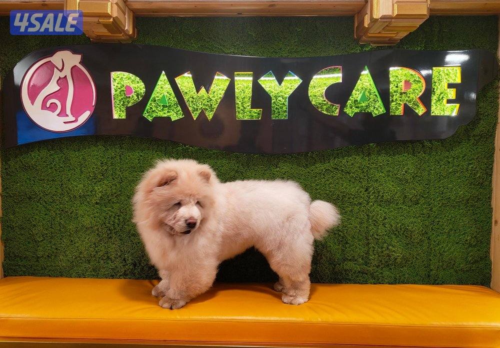 تشاو تشاو ذكر لعوب جدا ونظيف جداا متعود على البادز عمره سنه0