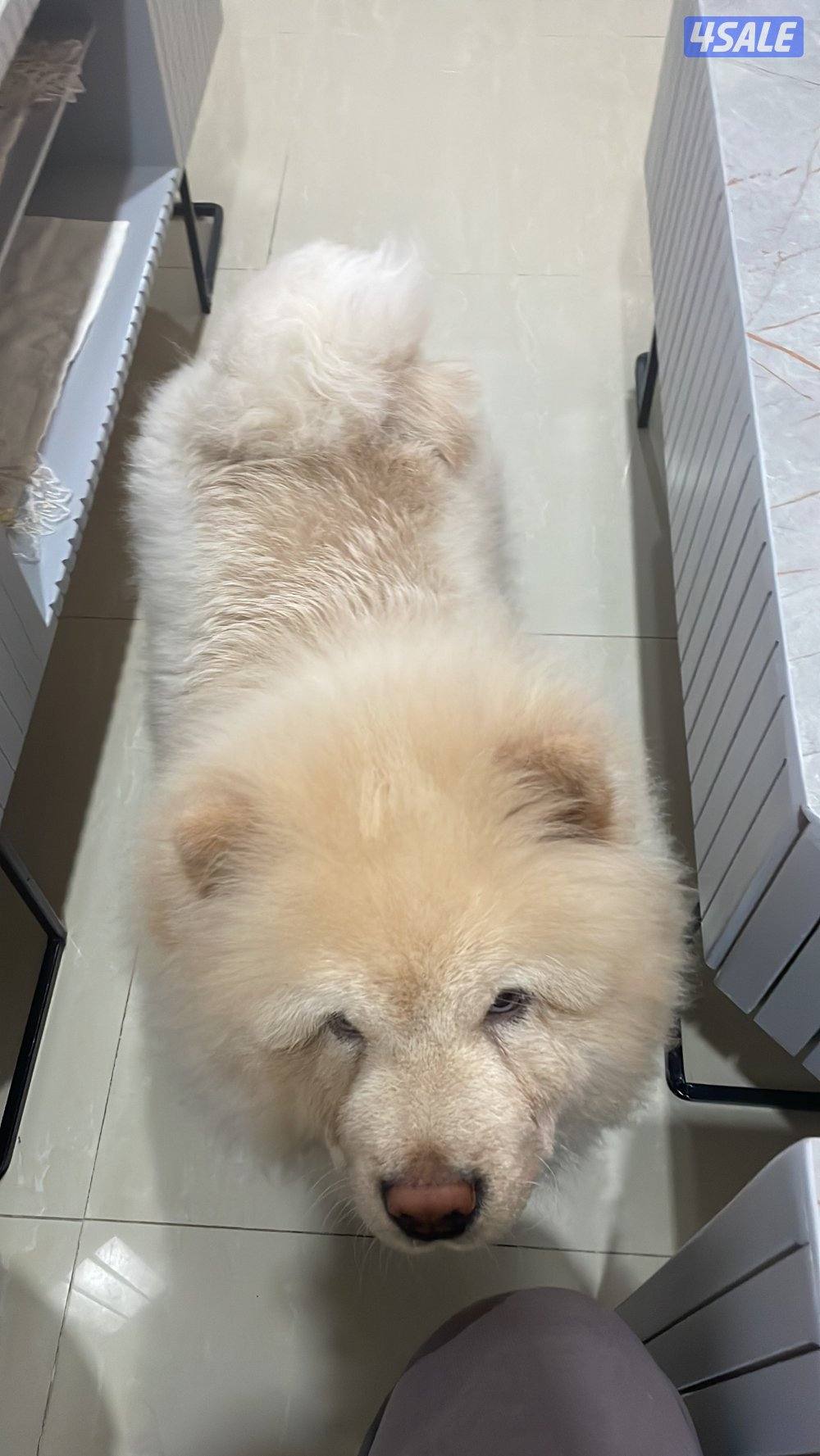 تشاو تشاو ذكر لعوب جدا ونظيف جداا متعود على البادز عمره سنه2