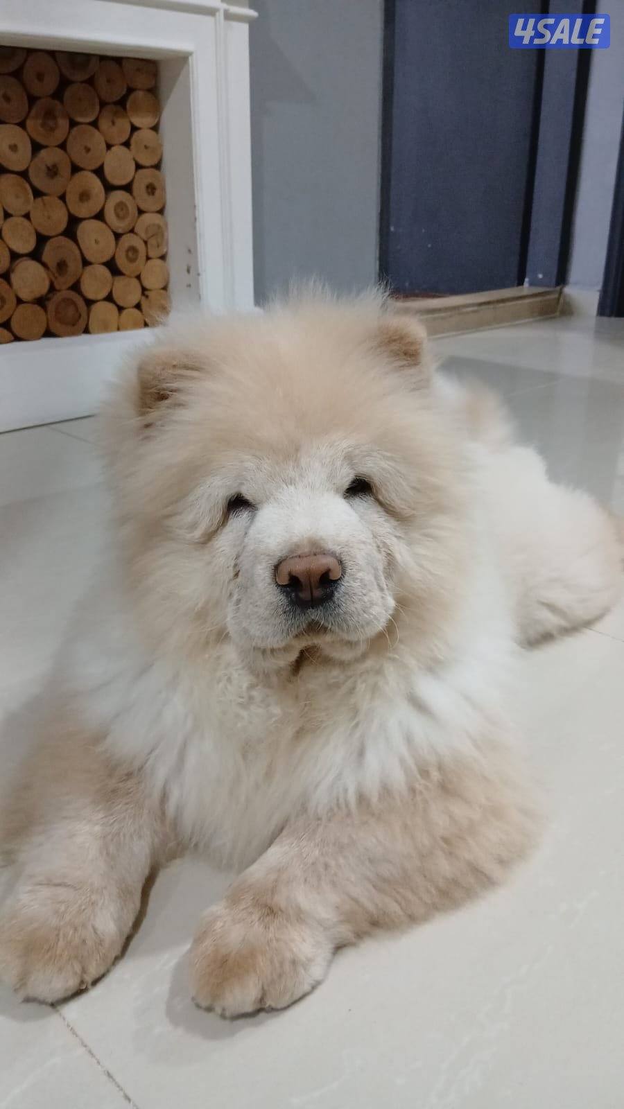 تشاو تشاو ذكر لعوب جدا ونظيف جداا متعود على البادز عمره سنه3