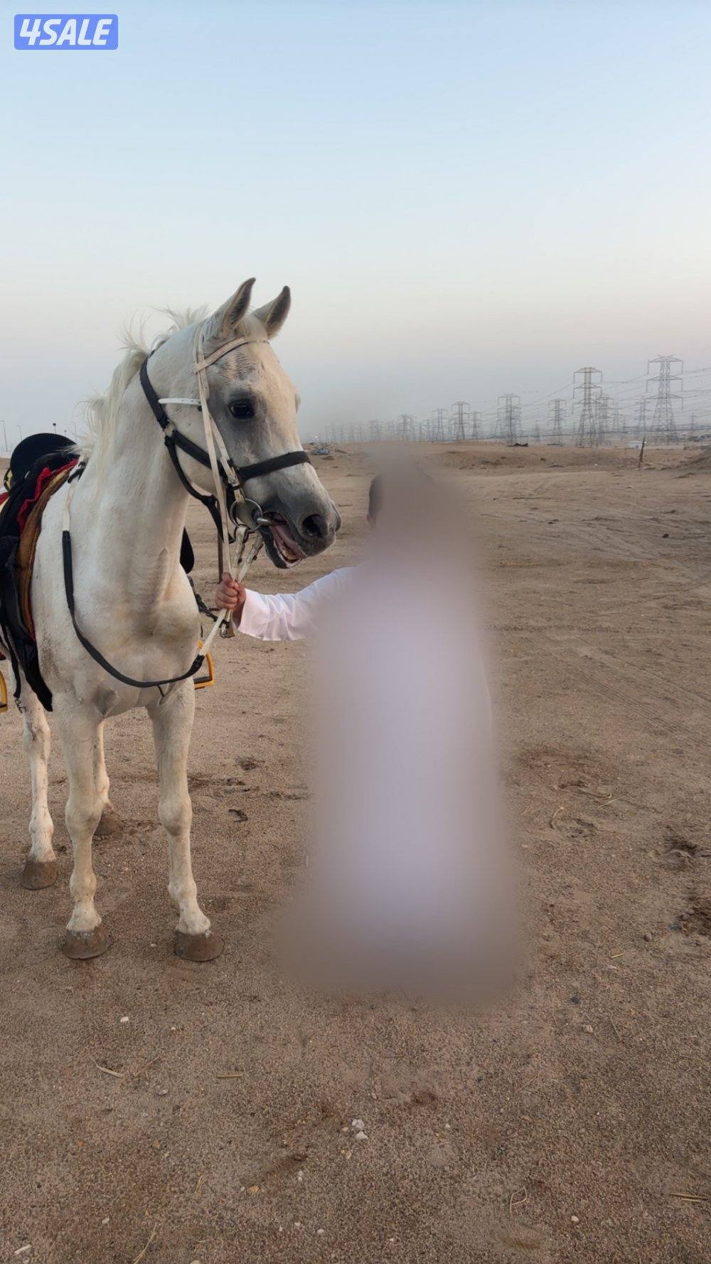 حصان واهو فحل تحويل وجواز0