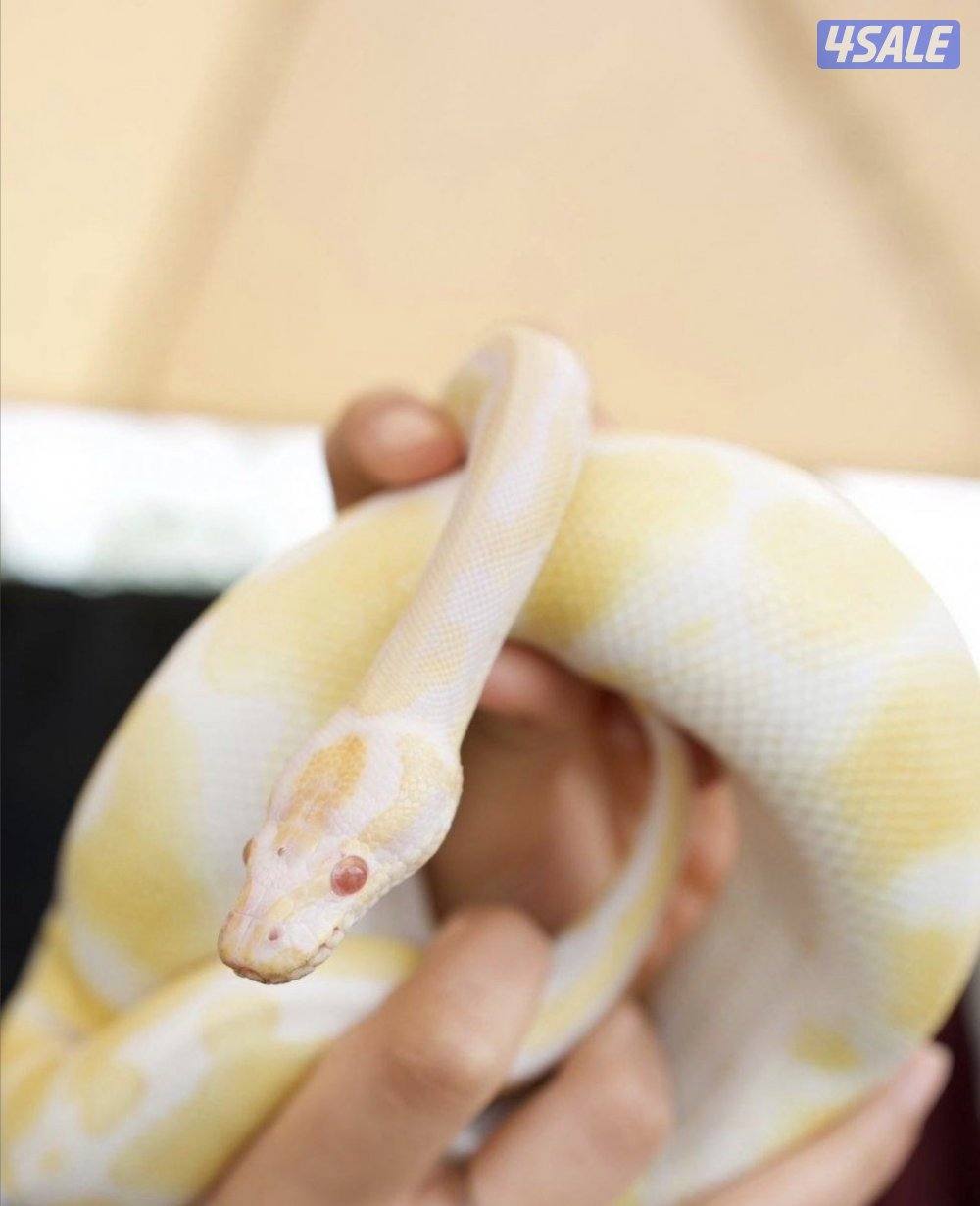 بول بايثون ذكر الوزن 400 قرام  مو سام موالف مع اغراضه كلها0