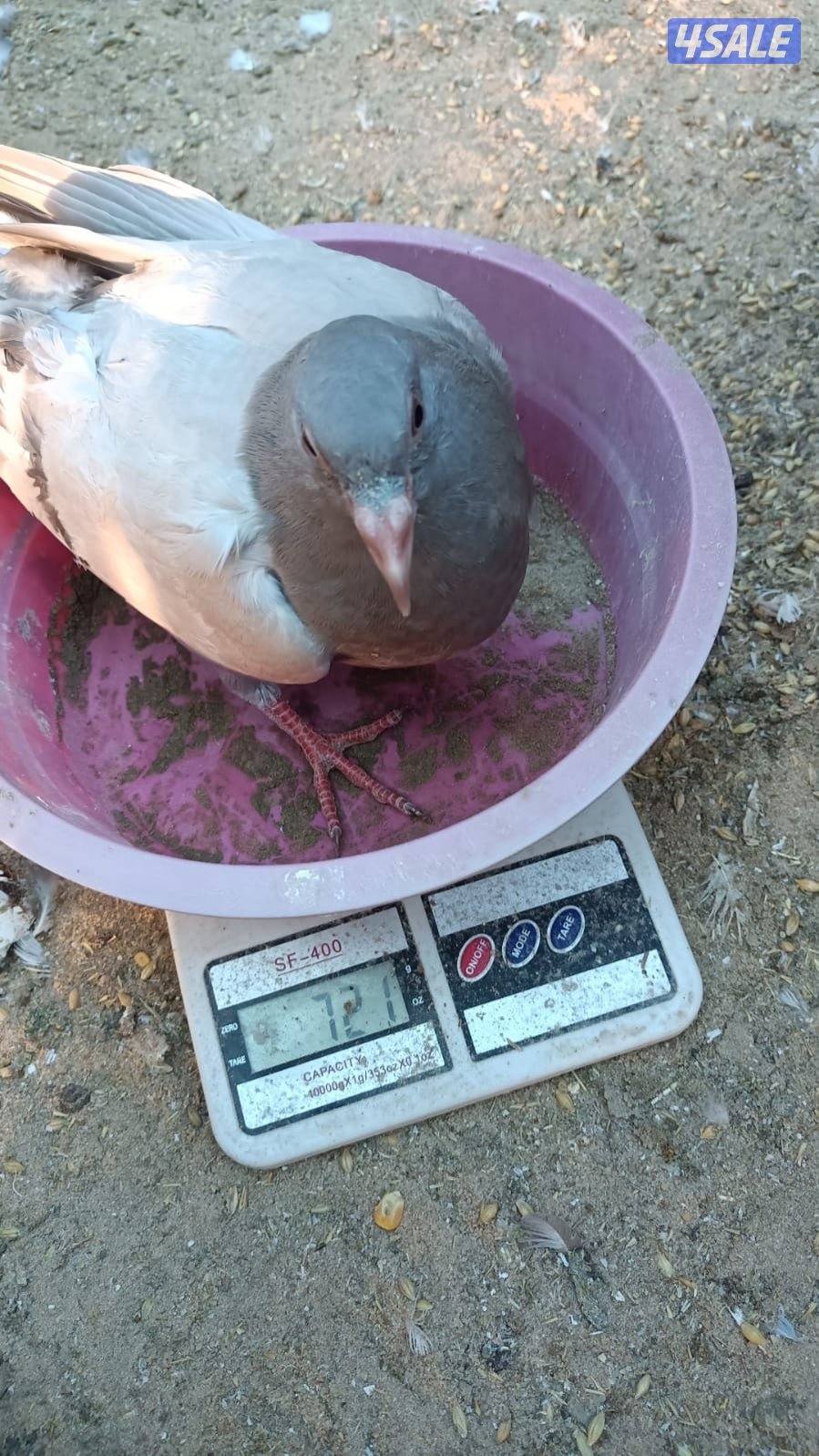 حمام زاجل ولاحم حجم چامبو ذبح يومي مع التنظيف بيض دجاج بلدي انتاج يوم5