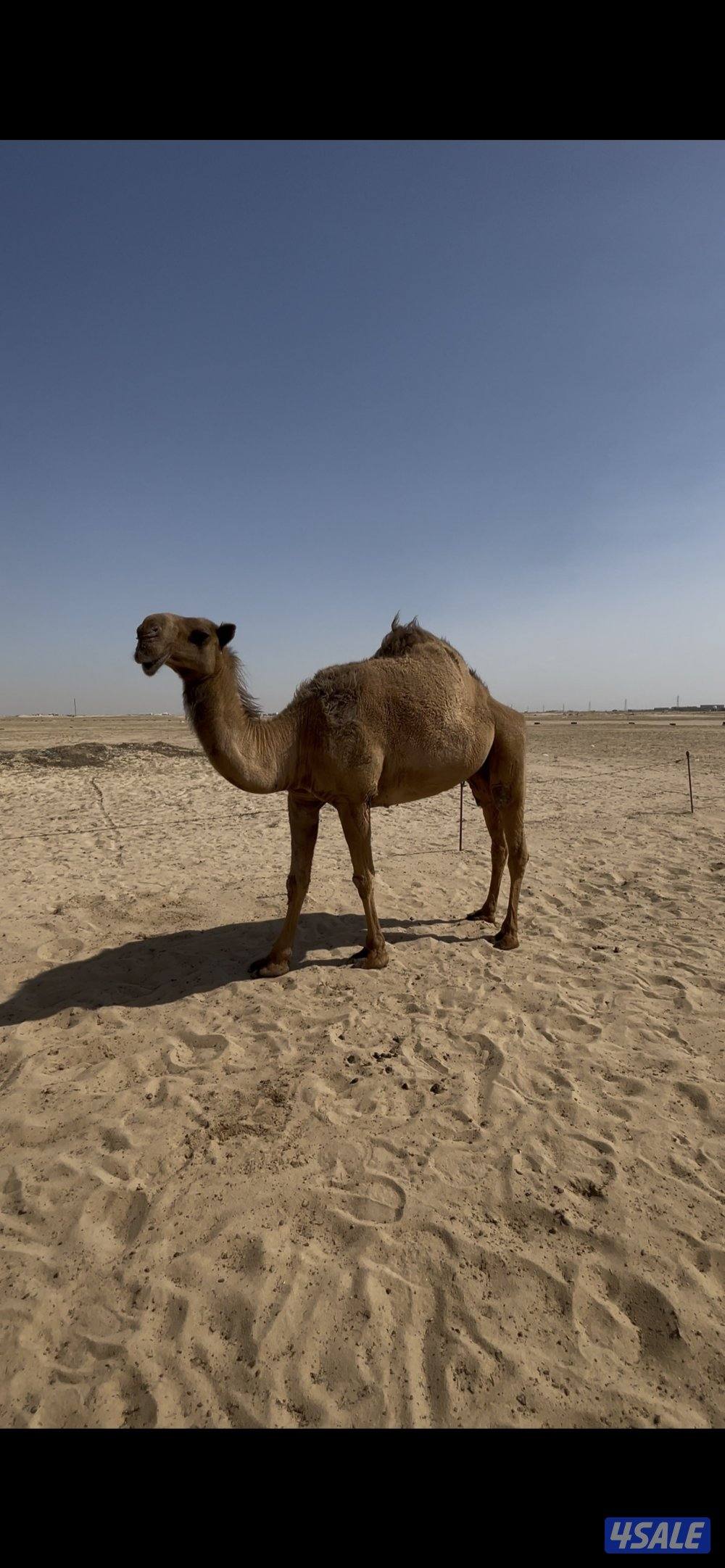 أبل للبيع عدد١٤ مع الفحل  فيها خلفتين  والباقي عشاير ومفاريد0