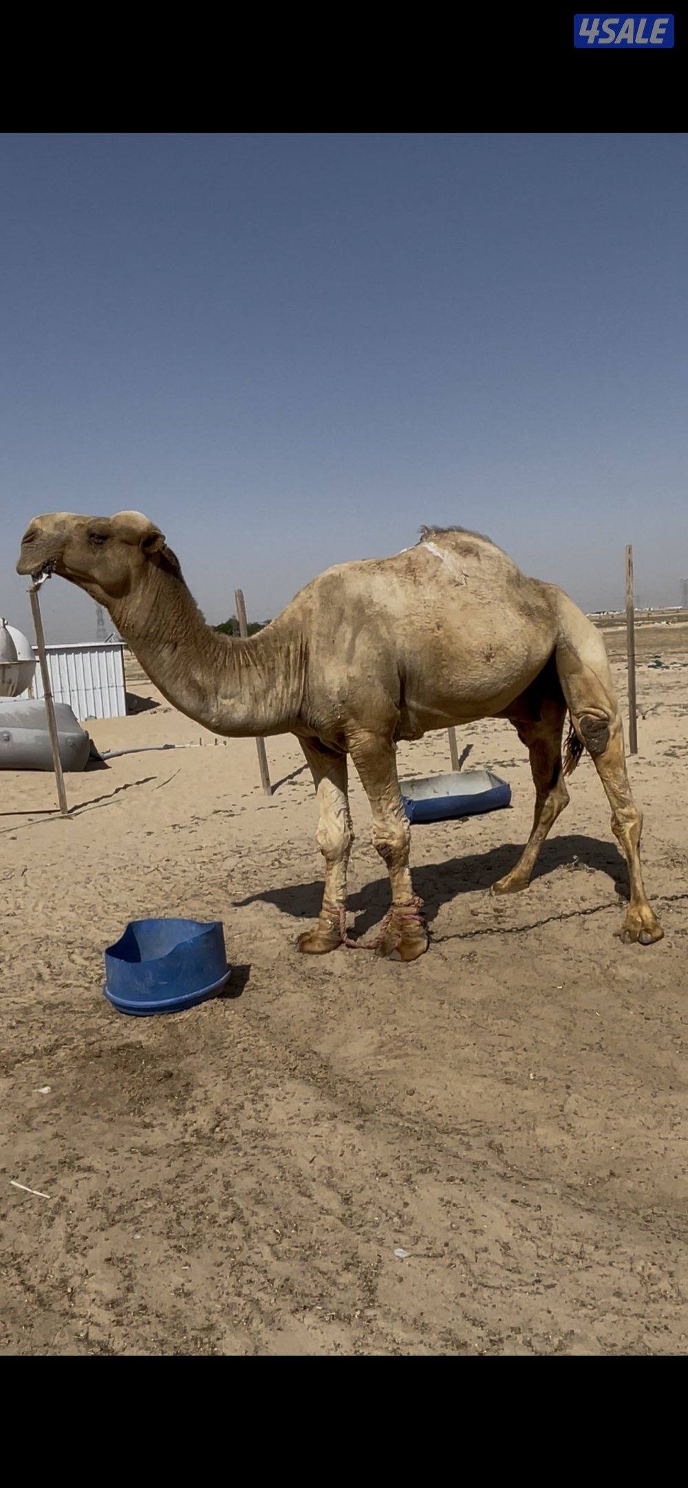 أبل للبيع عدد١٤ مع الفحل  فيها خلفتين  والباقي عشاير ومفاريد1