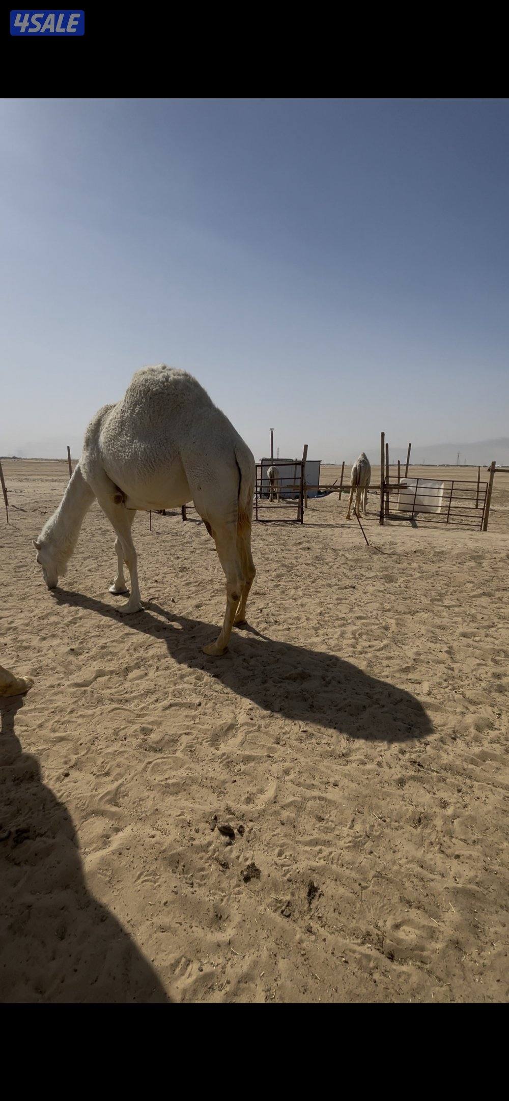 أبل للبيع عدد١٤ مع الفحل  فيها خلفتين  والباقي عشاير ومفاريد3