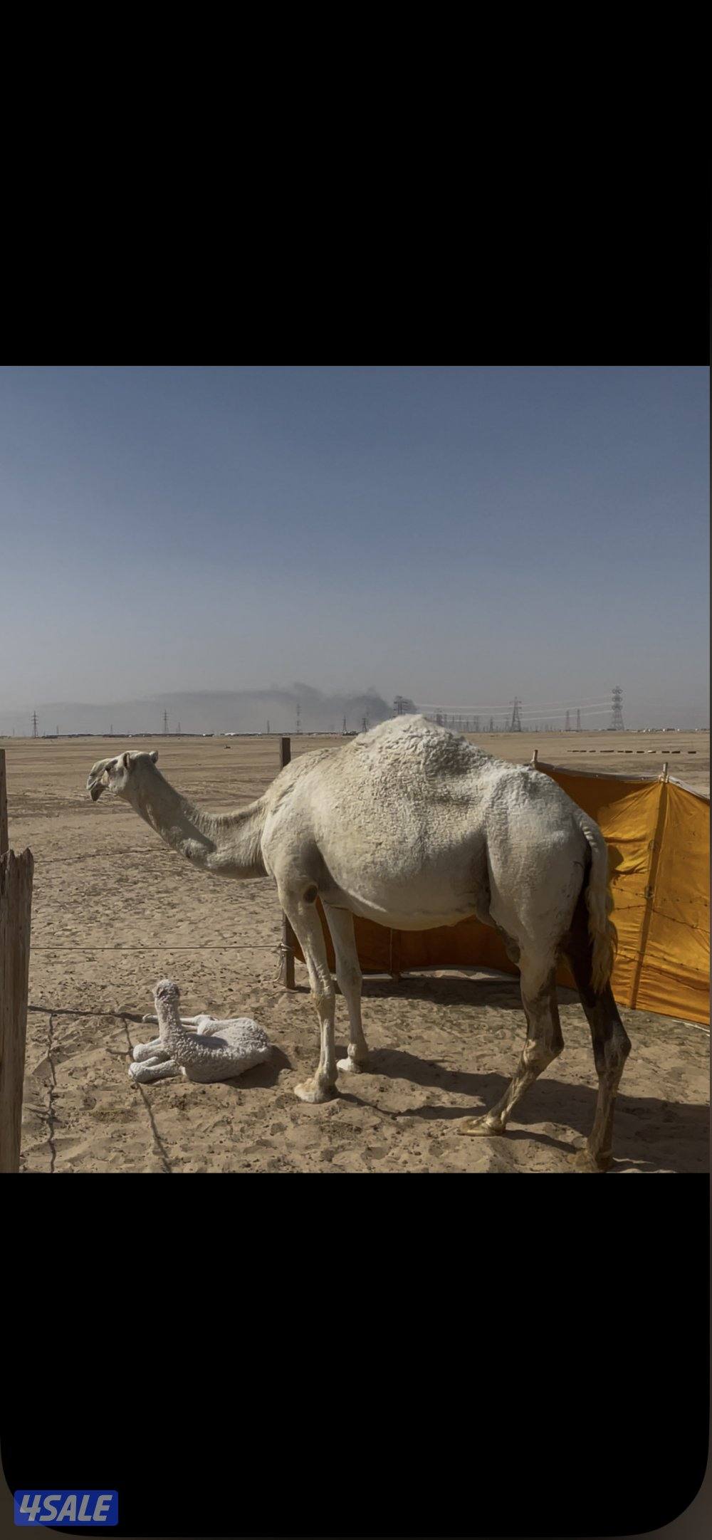 أبل للبيع عدد١٤ مع الفحل  فيها خلفتين  والباقي عشاير ومفاريد5