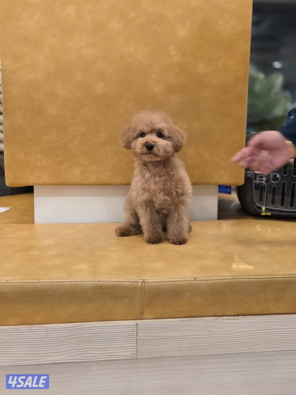 توي بودل ذكر العمر ٤ شهور الاهالي من اوكرانيا0