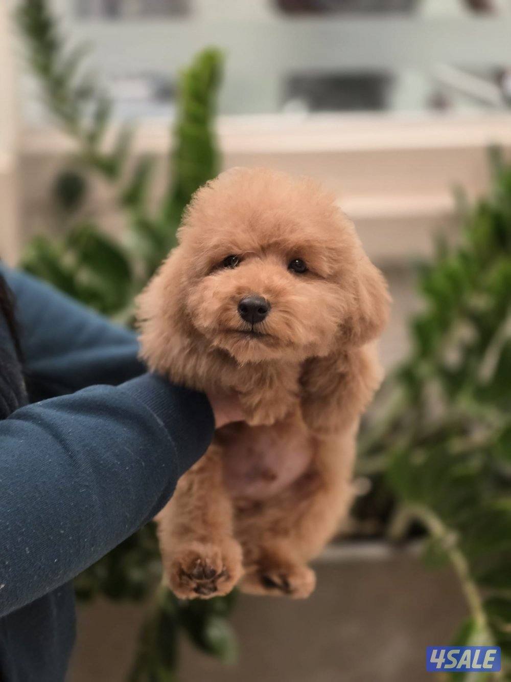 توي بودل ذكر العمر ٤ شهور الاهالي من اوكرانيا1