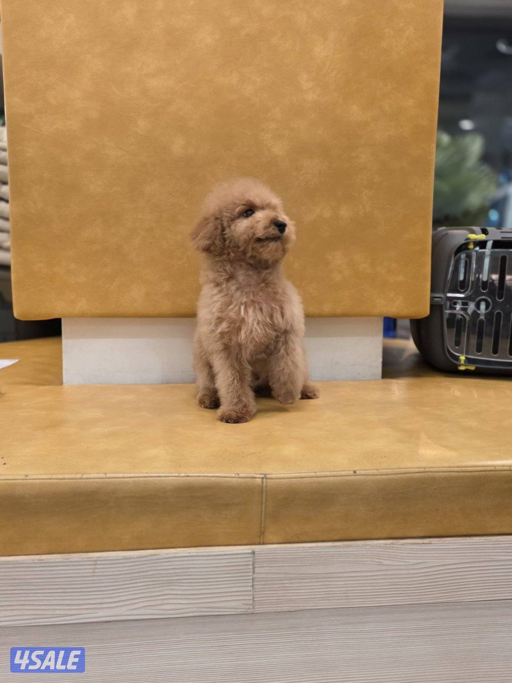 توي بودل ذكر العمر ٤ شهور الاهالي من اوكرانيا2