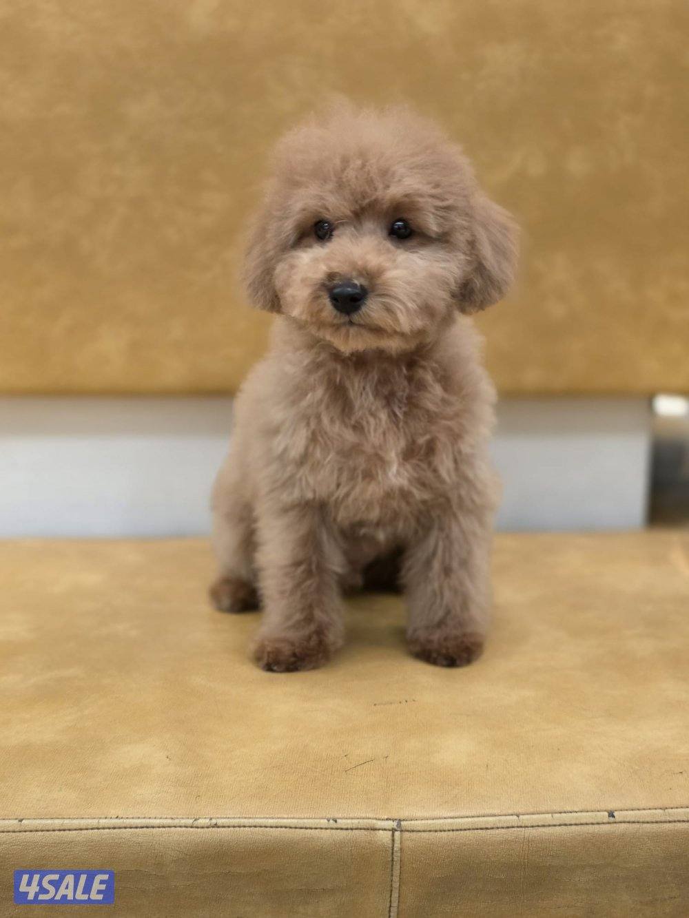 توي بودل ذكر العمر ٤ شهور الاهالي من اوكرانيا3