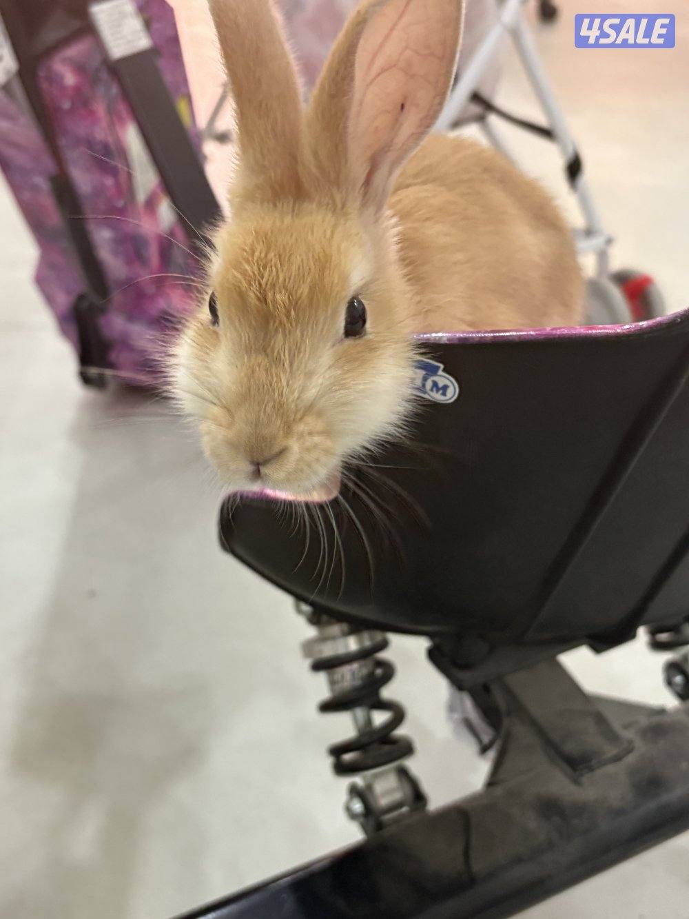 أرنب ولد العمر ١ سنه يحب يعلب حركي0