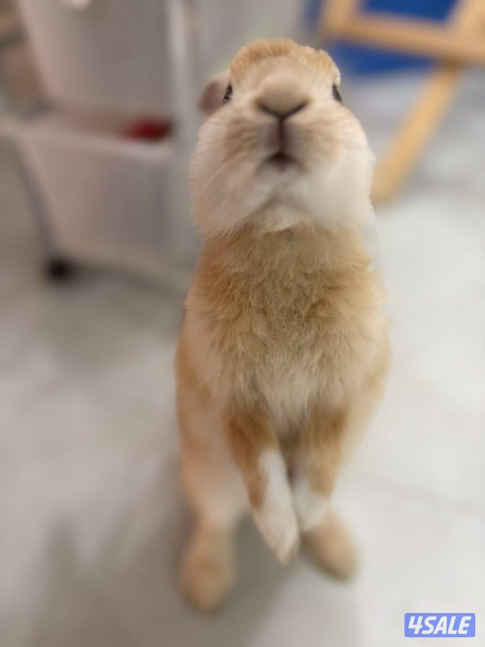 أرنب ولد العمر ١ سنه يحب يعلب حركي1