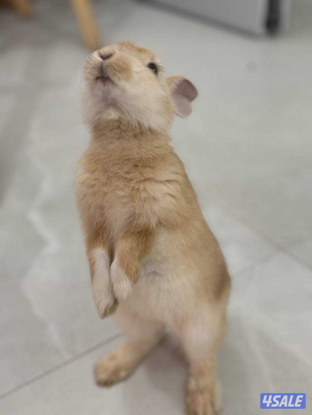 أرنب ولد العمر ١ سنه يحب يعلب حركي3