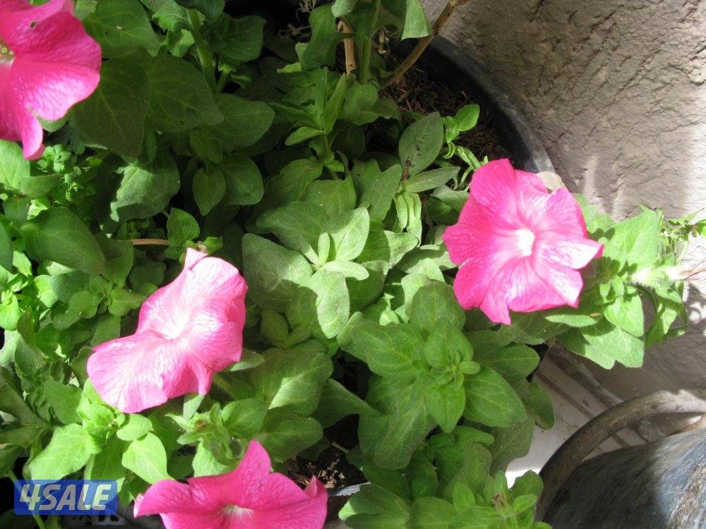 متوفر كانون /g7xii/sx740/g9/g15 جديد متوفر ixus 185/170/21010