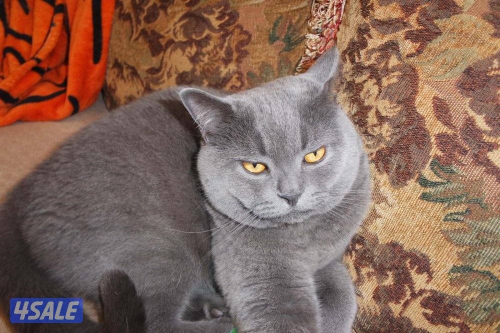 متوفر كانون /g7xii/sx740/g9/g15 جديد متوفر ixus 185/170/21012