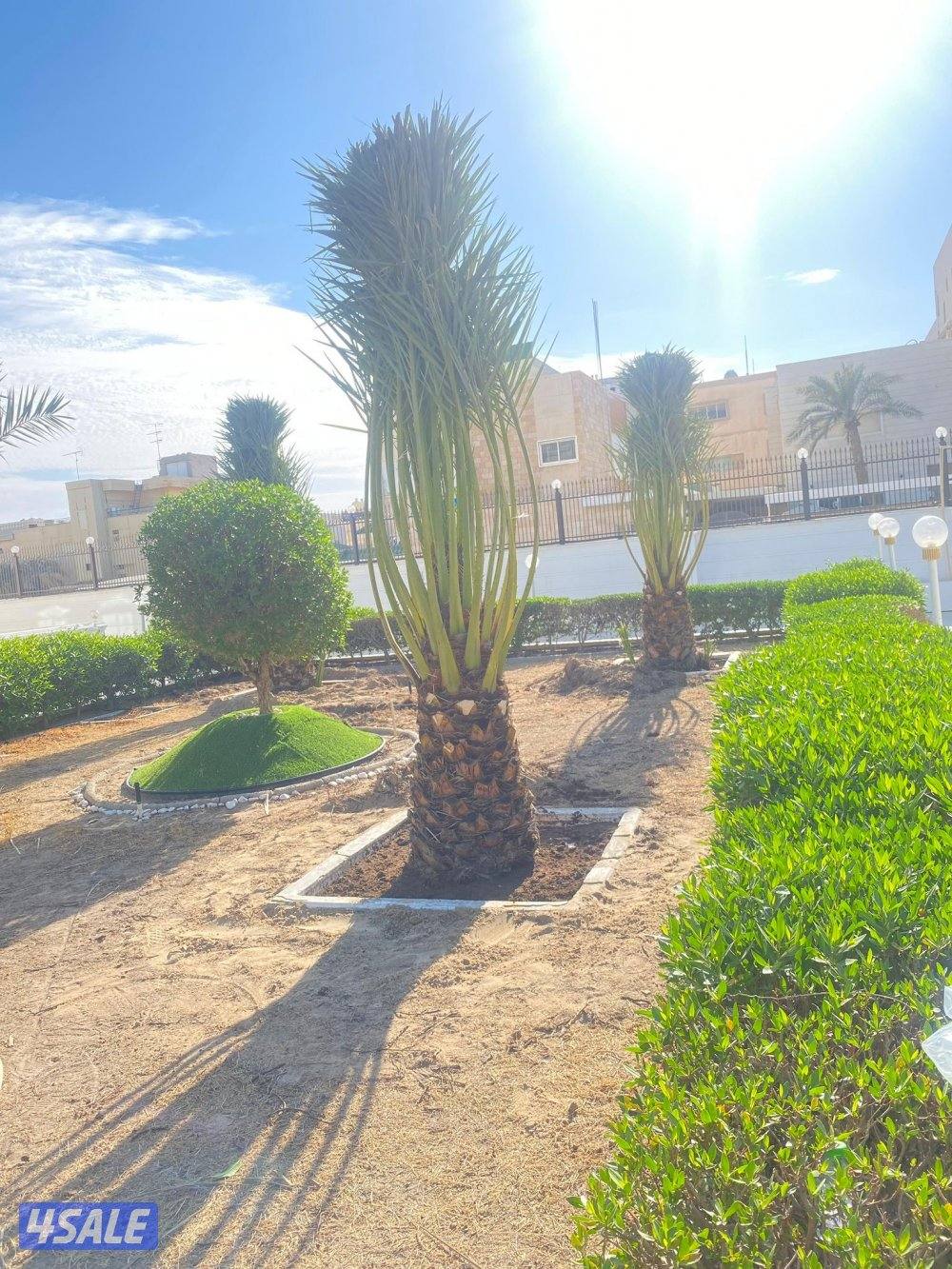 ابو راكان للنخيل و جميع انواع الزراعه0